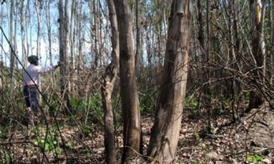Đồng Nai: Gần 30 ngàn cây gỗ lớn bị thiêu chết vì nắng nóng