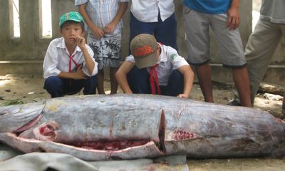 Ngư dân Phú Yên bắt được con cá lạ nặng hơn 200kg