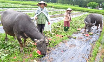 Chùm ảnh: Nông dân Quảng Ngãi đổ dưa hấu cho trâu, bò ăn