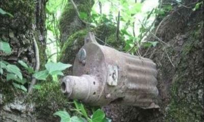 Cận cảnh cây “nuốt chửng” vũ khí trong Thế chiến thứ hai