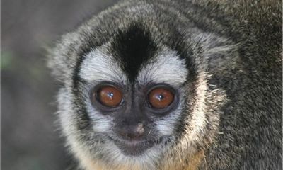 Khỉ cú “chung thủy” hơn con người
