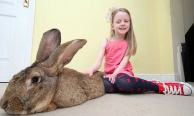 “Siêu thỏ” nặng trên 20 kg, dài hơn 1 mét