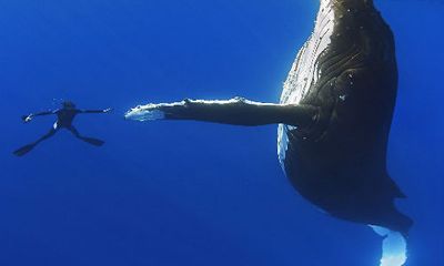 Kỳ diệu thợ lặn “bắt tay” cá voi lưng gù khổng lồ