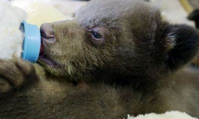 Cứu sống một con gấu con đang ôm xác mẹ trong rừng