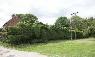 Chiêm ngưỡng hàng rào hình con rồng khổng lồ ở Anh