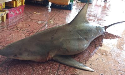 Cá mập mang thai mắc lưới trên biển Quy Nhơn