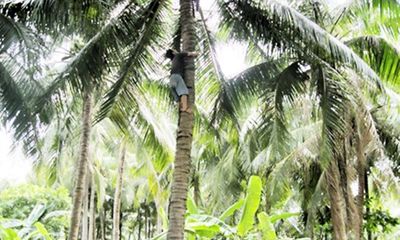 Nghệ An: Đứt dây điện khi hái dừa, 2 thanh niên tử vong