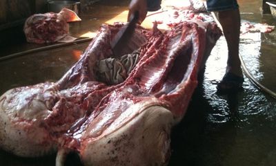 Thịt lợn chết “lết” từ lò mổ tới bàn ăn