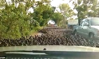 Clip: Hàng nghìn con vịt “náo loạn” đường phố Thái Lan
