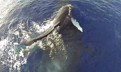 Cảnh tượng kỳ thú: Cá voi mẹ cõng con 