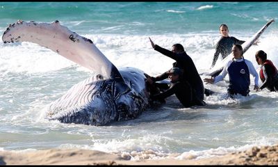 Cuộc giải cứu cá voi lưng gù mắc cạn trên bờ biển