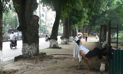 Hàng cây cổ thụ ở Hà Nội: 