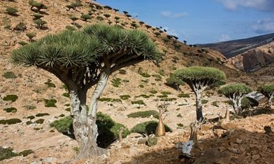 Tham quan đảo “thiên đường” Socotra qua hình ảnh 