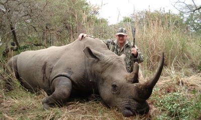 Hơn 730 cá thể tê giác bị giết hại tại Nam Phi
