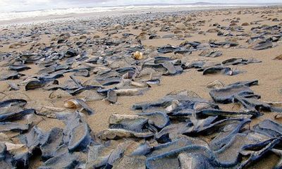 Mỹ: Bờ biển xuất hiện hàng triệu sinh vật hình thù kỳ lạ