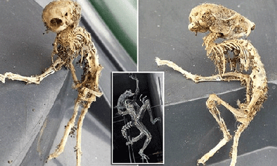 Phát hiện bộ xương kỳ lạ giống sinh vật ngoài hành tinh ở Anh
