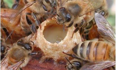 Cách dùng sữa ong chúa dưỡng da