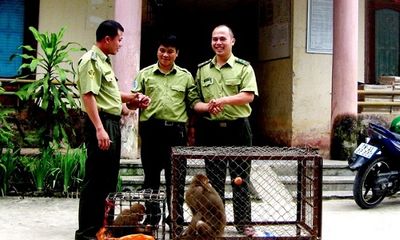 VQG Hoàng Liên tiếp nhận 2 cá thể khỉ có tên trong Sách đỏ 