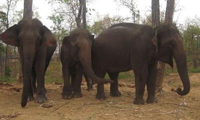 Tây nguyên: Tăng cường bảo vệ đàn voi