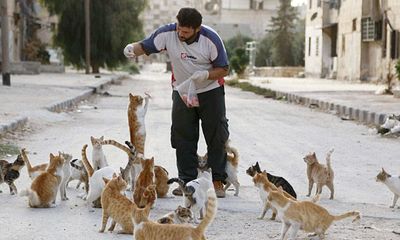Tài xế Syria chăm sóc 150 con mèo hoang bỏ rơi vì chiến tranh 