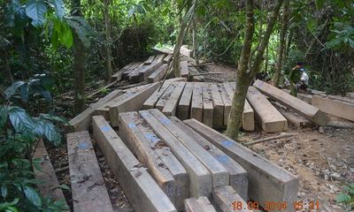 Tiếng kêu cứu của rừng xanh từ đại ngàn Quảng Nam