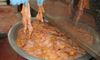 Kinh hoàng chà bông bẩn được sản xuất từ thịt gà thối