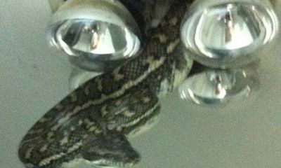 Hãi hùng nhìn thấy con rắn khổng lồ lơ lửng trên trần nhà tắm