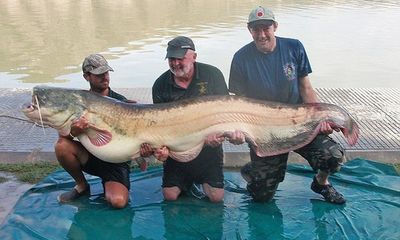 Bắt được thủy quái cá trê khổng lồ lớn nhất thế giới