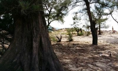 Hà Tĩnh: Phá rừng phòng hộ và trái đắng từ dự án nuôi tôm