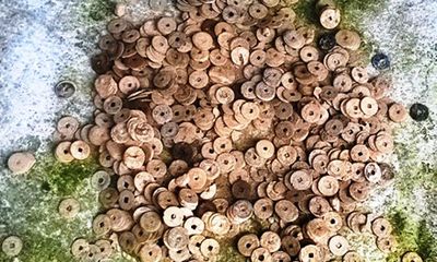 Hà Tĩnh: Phát hiện 22kg tiền cổ trong vườn nhà