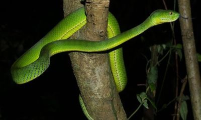 Vì sao rắn liên tục xuất hiện cắn người?
