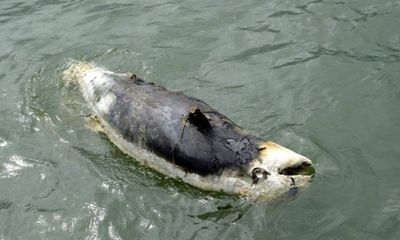 Bò biển chết gần đảo Phú Quốc, chuyện gì đã xảy ra?