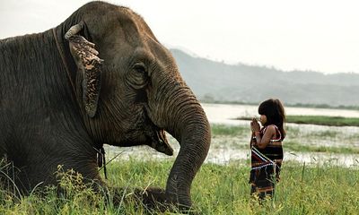 Báo Anh ấn tượng cô bé người Việt kết thân với voi