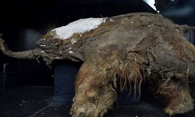 Trưng bày hóa thạch voi ma mút 39.000 năm tuổi ở Nga
