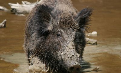 Quảng Ngãi: Lợn rừng hung hãn cắn chết người phụ nữ đi làm đồng