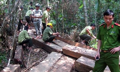 Kỷ luật 3 cán bộ, nhân viên trong vụ phá rừng đặc dụng