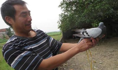 Bắt được chim bồ câu mang kí tự lạ ở Nghệ An 