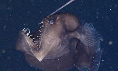 Cận cảnh loài cá có vẻ ngoài quái dị, đáng sợ dưới đáy biển sâu