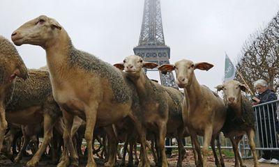 Đưa 250 con cừu “biểu tình” dưới chân tháp Eiffel 
