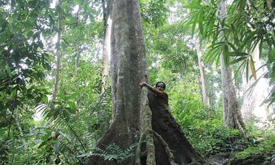 Ly kỳ chuyện “xà thần” canh giữ rừng lim trị giá hàng trăm tỷ 