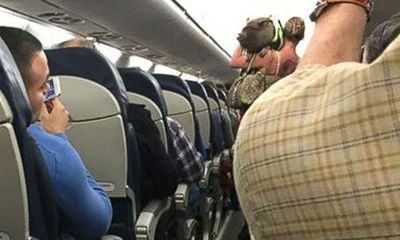 Lợn bị đuổi khỏi máy bay vì khiến hành khách sợ hãi