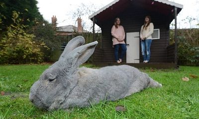 Thỏ nuôi khổng lồ có chiều dài gần 90 cm