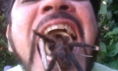 Video: Kinh hãi người đàn ông ngậm nhện độc trong miệng