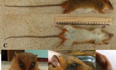 Phát hiện một loài chuột rừng mới cho khoa học ở Việt Nam