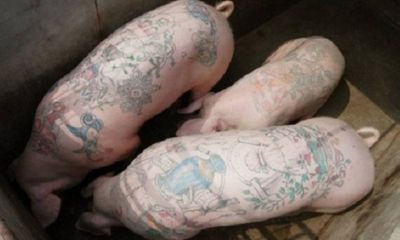 Video: Kỳ lạ đàn lợn xăm mình có giá 2 tỷ một con