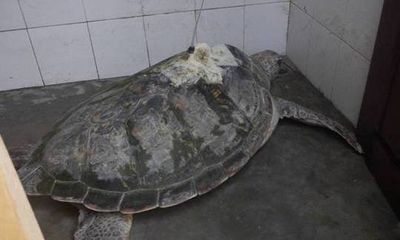 Một ngư dân bắt được cụ rùa lạ có bộ định vị vệ tinh 