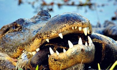 Video: Kinh hoàng trăn Miến Điện hỗn chiến với cá sấu khổng lồ