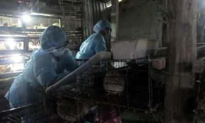 Quảng Ngãi: Tiêu hủy 12.000 con chim cút nhiễm cúm A/H5N1, A/H5N6