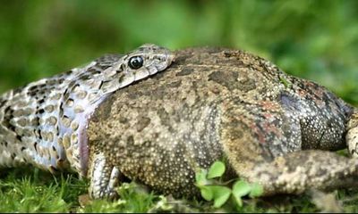Video: Nín thở xem ếch vùng vẫy thoát khỏi miệng rắn
