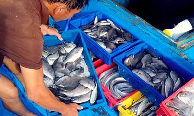 Hà Tĩnh phổ biến 154 loại hải sản chưa an toàn cho ngư dân